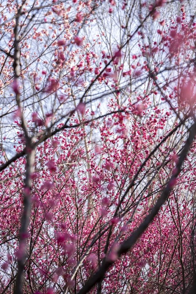 赴太白湖新区，邂逅济宁第一抹春色
