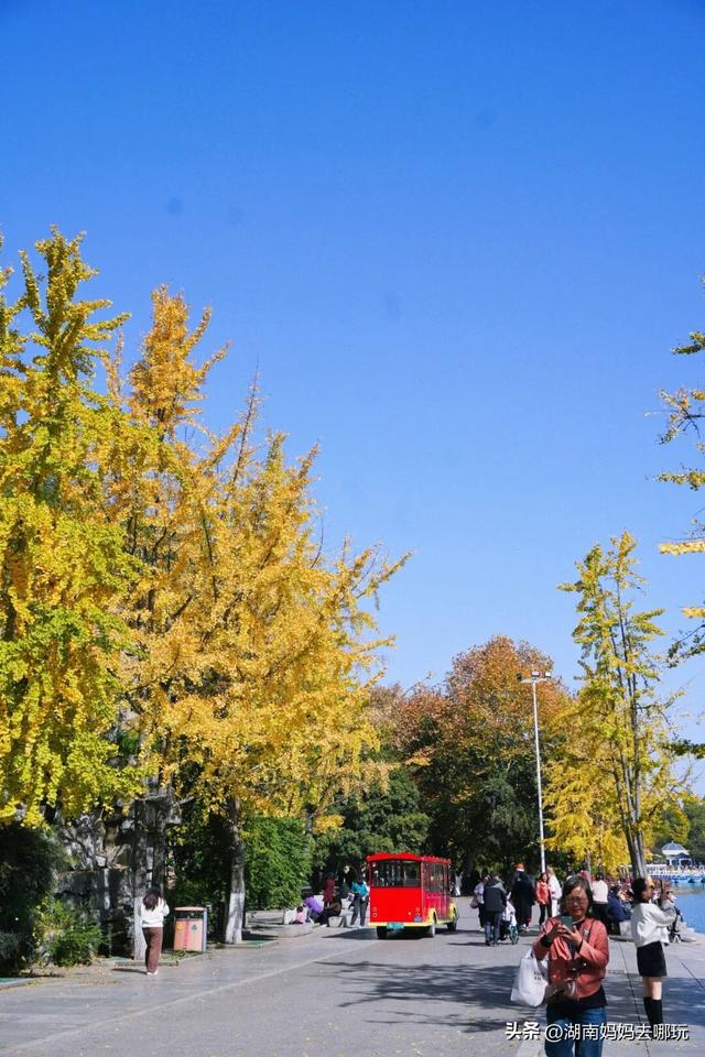 速报！这个地方银杏浓度达100%，赏芦苇、砍甘蔗，遛娃惊喜超多！