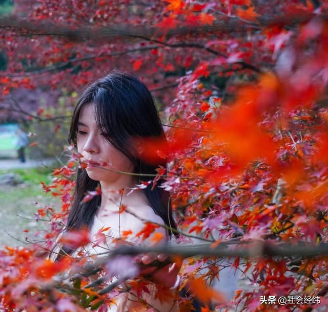 【每日一景】“枫”景这边独好 中山植物园红枫岗