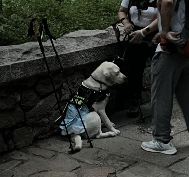 带导盲犬爬泰山后续！账号被扒，带狗到处旅游，基地回应大快人心