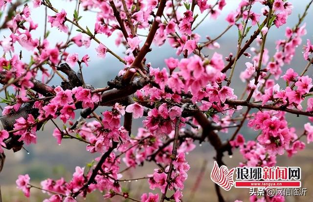 “激活蒙山·周末舒心就来蒙阴”系列报道①天生丽质如画卷