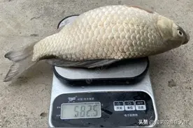 野钓20年，发现十种淡水鱼的独特习性，对钓鱼帮助很大图片