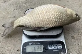 野钓20年，发现十种淡水鱼的独特习性，对钓鱼帮助很大图片