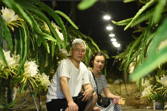 千亩火龙果花海、火龙果主题宴……玩转大宅“十二时辰”→