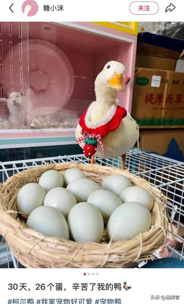 “鸭中爱马仕”跌落神坛，从上万一只到300元甩卖无人在意！