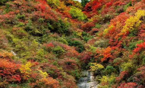 秋日限定丨云屏的秋 把浪漫染成了红色