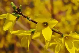 花开了！石家庄公交赏花游攻略看这里图片