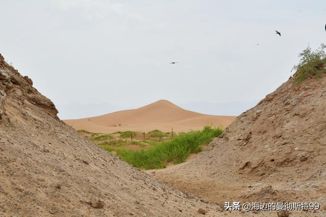 海边游记｜沙海狂飙与绿洲寻踪：内蒙古腾格里沙漠一日“历险记”