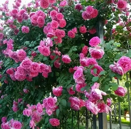阳台院子必种！这10种花堪称传家宝＂，栽1回年年爆花