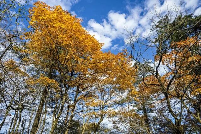 峨眉山这种级别的秋景，我愿称之为饱和度战神