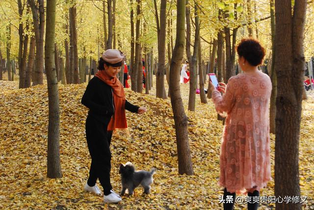 最是银杏橙黄时 修文县上百亩银杏林迎来最佳观赏期