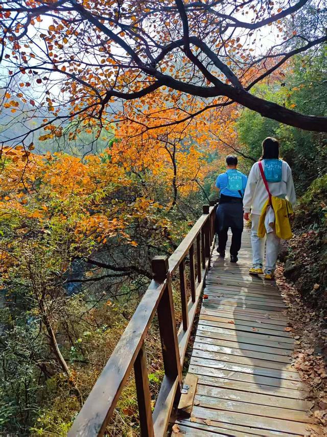 重阳登高赏红叶！这座山被河南交通广播听众的热情点燃！