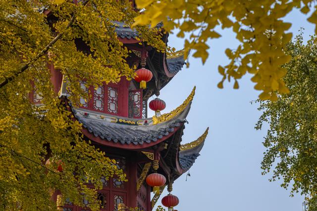 独爱成都百花潭！800 年银杏染秋，登散花楼解锁城市安逸时光
