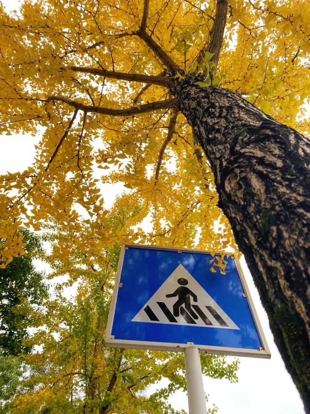 大邑银杏@你，初冬限定“金”喜，请查收！