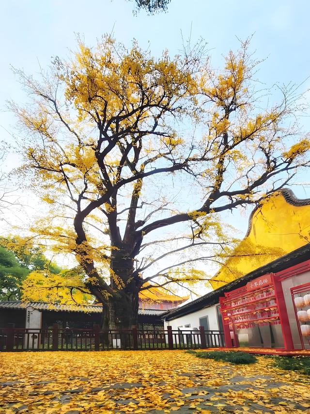 留着打卡！寺庙与千年古杏更配，每一张都是大片！