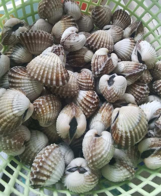 菠菜和花胶可以同吃吗 2025年菠菜可以和花胶一起吃吗