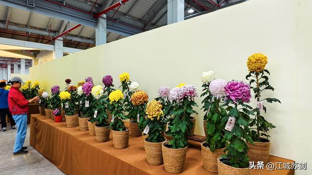 秋韵菊香、沙湖寻美—— 沙湖公园武汉第42届菊花展掠影