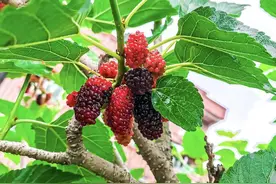 小院种树避雷，这 5 种植物再喜欢也别栽。图片