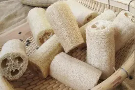 一味丝瓜络，可以治疗8种病图片