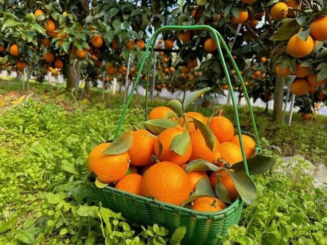 好看、好吃、好玩！富阳这个镇，值得一游！