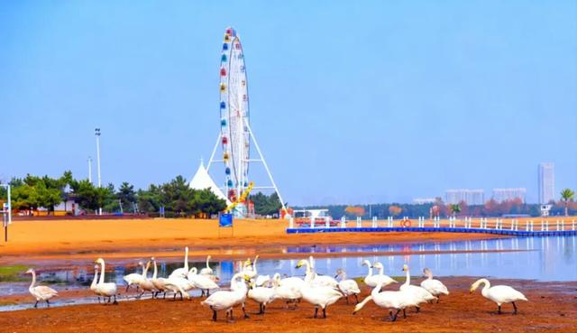 冬游威海 | “鹅”在这儿呢！