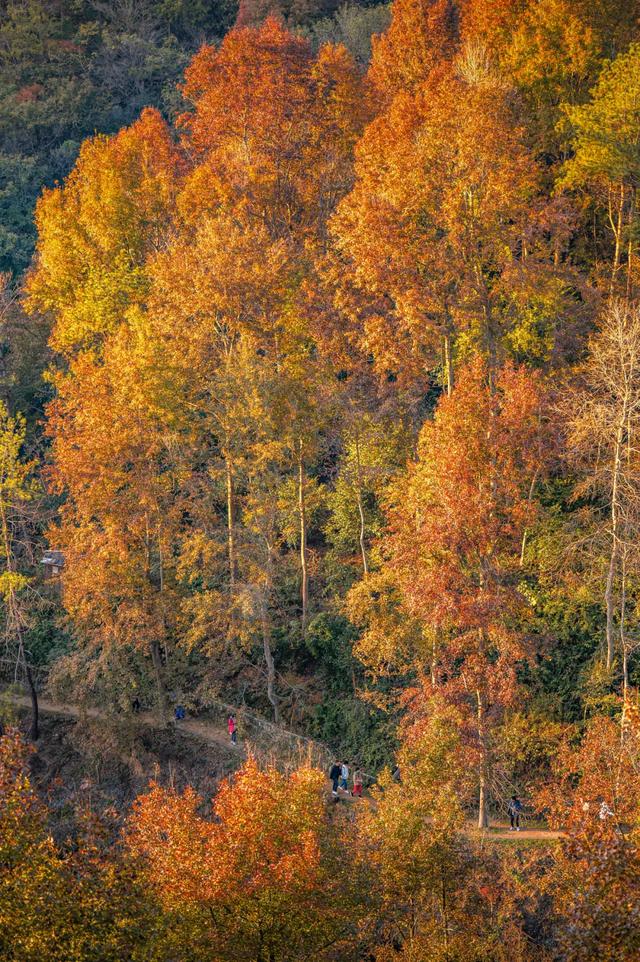 最长春节假期来黄陂！9天撒欢不重样
