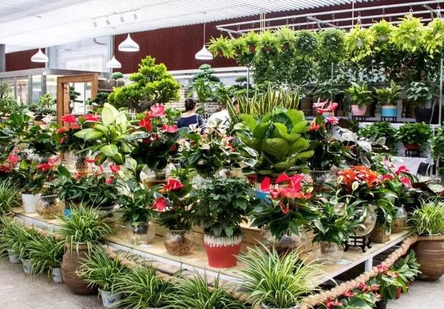 丰台这7家宝藏花卉市场，承包你冬日的盎然“生机”