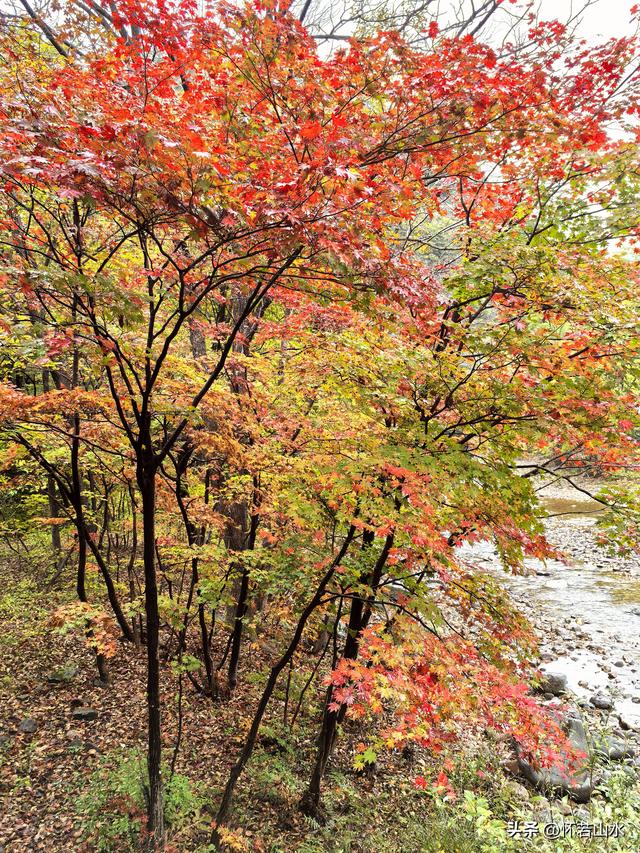 2025辽宁赏秋之旅日记(2)——游览丹东蒲石河森林公园