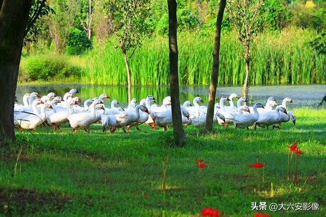 六安：丹桂飘香瓜果甜 山水美景等你来