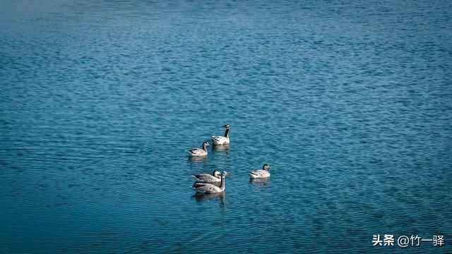 青海布哈河湿地：青海湖的母亲河