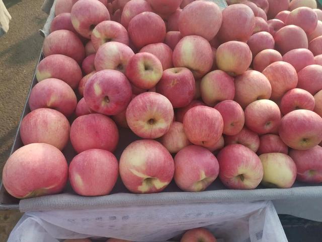 为啥山东盛产“巨人级”物产？看气候、科技与文化联动