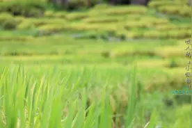 一天两人被“咬”，“伤人”旋耕机背后的故事…图片