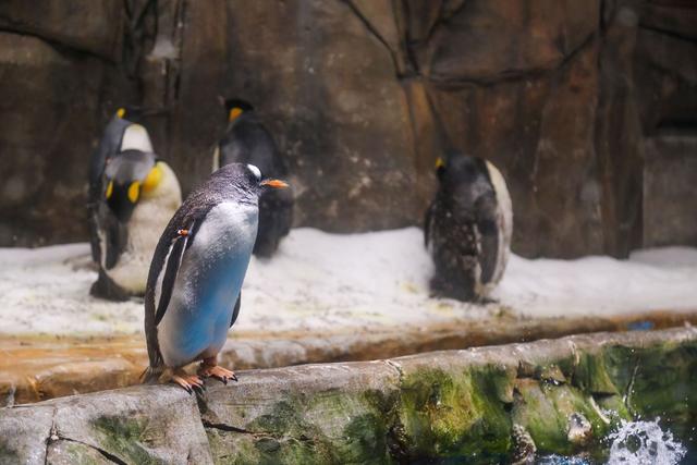 香港海洋公园，缆车俯瞰山海，探梦幻水族馆，假日亲子游的好去处