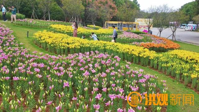 南昌凤凰沟“多彩百合海”进入盛花期添彩节假好时光