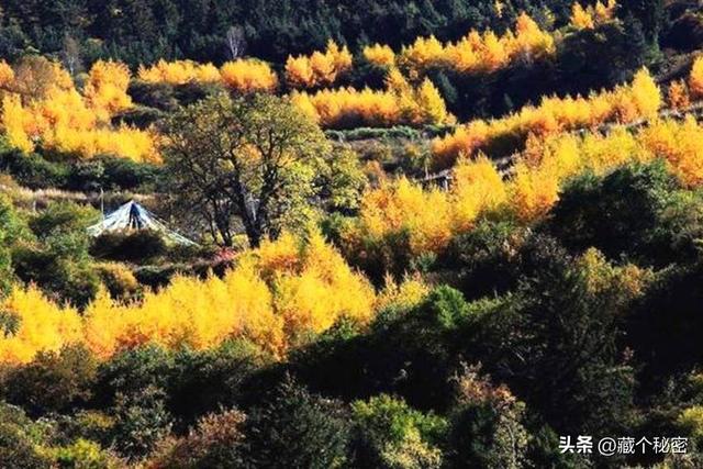 米仓山秋季3天自驾红叶秘境环线行程规划，抄作业 拿走不谢