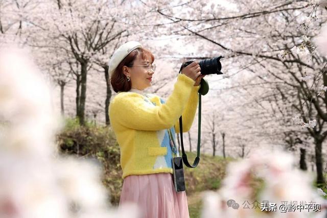 【旅游】平坝九龙村樱花开得正盛 游客踏春赏花正当时