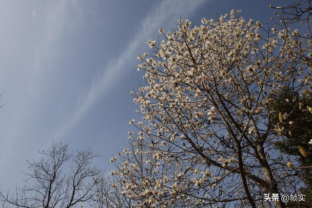 娇艳欲滴清新怡人，上海市花白玉兰竞相绽放美不胜收