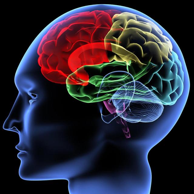 神经学重大发现！大脑远比解剖结构复杂，自闭症、老年痴呆将治愈