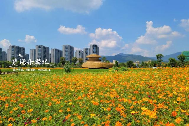 浙江宁波这片花海又火了，被称为夏末的莫奈花园，堪称绝美赏花地