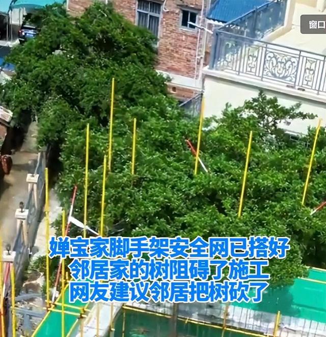 全红婵家新房建设最新进展：遭遇施工阻碍，邻居拒绝修剪树木。