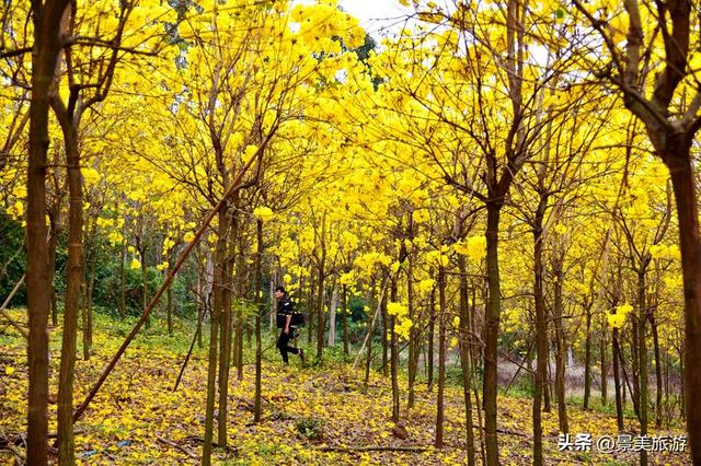 国庆假期去佛山卡玛缤纷花世界，共赴一场花开时节又逢君的约会