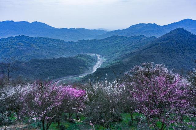 2月早春风光，7个赏花胜地，漫山遍野花香，率先打开春天