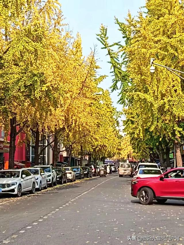等了半个月！资阳小北街银杏终于黄透了
