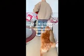 谈了5年男友第一次正式来家里，要假装和狗不熟悉！狗：装啥装！图片