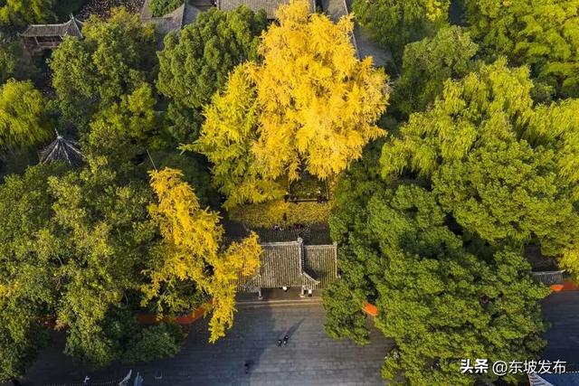 东坡银杏已“上分” ！快来拍