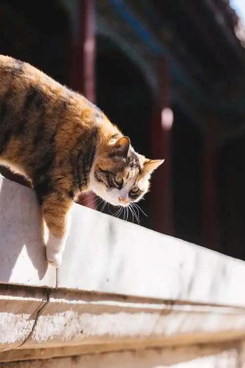 故宫里的宫猫火了！白天当网红，晚上做保安，背后还有600年编制