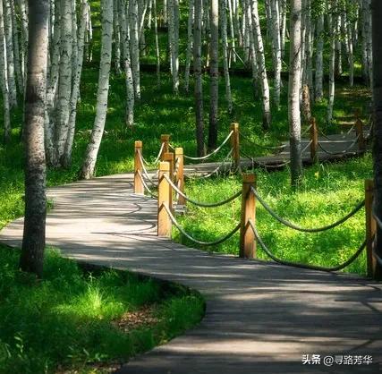 在康乐白桦林的木栈道上，闲话退休生活