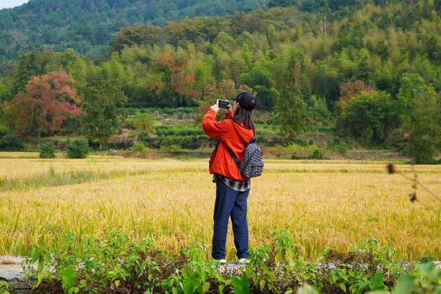 11月去塔川，邂逅乌桕树的“三级变色”，每棵树都是流动的油画