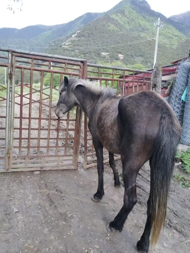 高原归来——西藏旅程的回忆