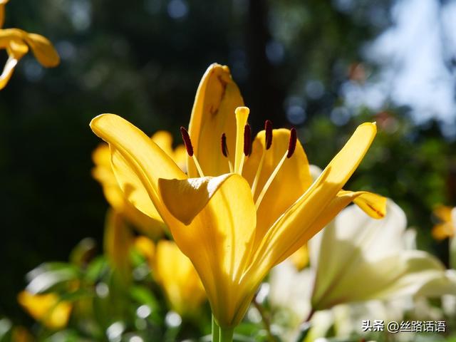图集丨山丹：百合盛开，许你一个浪漫盛夏！